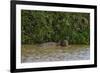 A jaguar, Panthera onca, in the river.-Sergio Pitamitz-Framed Photographic Print