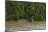 A jaguar, Panthera onca, in the river.-Sergio Pitamitz-Mounted Photographic Print