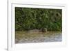 A jaguar, Panthera onca, in the river.-Sergio Pitamitz-Framed Photographic Print