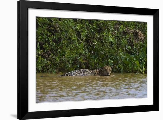 A jaguar, Panthera onca, in the river.-Sergio Pitamitz-Framed Photographic Print