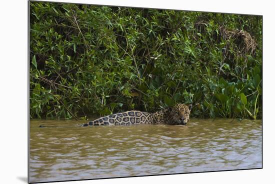 A jaguar, Panthera onca, in the river.-Sergio Pitamitz-Mounted Photographic Print