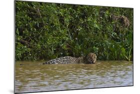 A jaguar, Panthera onca, in the river.-Sergio Pitamitz-Mounted Photographic Print