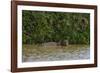 A jaguar, Panthera onca, in the river.-Sergio Pitamitz-Framed Photographic Print