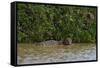 A jaguar, Panthera onca, in the river.-Sergio Pitamitz-Framed Stretched Canvas