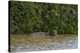 A jaguar, Panthera onca, in the river.-Sergio Pitamitz-Stretched Canvas