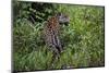 A jaguar (Panthera onca) moving through the grass, Cuiaba River, Pantanal, Mato Grosso, Brazil, Sou-Sergio Pitamitz-Mounted Photographic Print