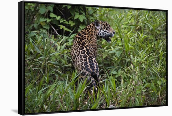 A jaguar (Panthera onca) moving through the grass, Cuiaba River, Pantanal, Mato Grosso, Brazil, Sou-Sergio Pitamitz-Framed Stretched Canvas