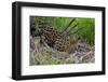 A jaguar (Panthera onca) moving through the grass, Cuiaba River, Pantanal, Mato Grosso, Brazil, Sou-Sergio Pitamitz-Framed Photographic Print