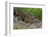 A jaguar (Panthera onca) moving through the grass, Cuiaba River, Pantanal, Mato Grosso, Brazil, Sou-Sergio Pitamitz-Framed Photographic Print