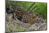 A jaguar (Panthera onca) moving through the grass, Cuiaba River, Pantanal, Mato Grosso, Brazil, Sou-Sergio Pitamitz-Mounted Photographic Print
