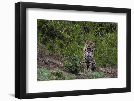 A jaguar, Panthera onca, standing.-Sergio Pitamitz-Framed Premium Photographic Print