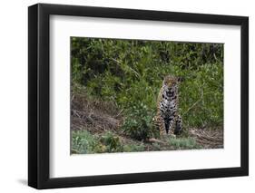 A jaguar, Panthera onca, standing.-Sergio Pitamitz-Framed Photographic Print