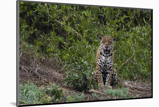 A jaguar, Panthera onca, standing.-Sergio Pitamitz-Mounted Photographic Print