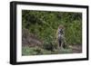 A jaguar, Panthera onca, standing.-Sergio Pitamitz-Framed Photographic Print