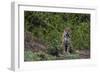 A jaguar, Panthera onca, standing.-Sergio Pitamitz-Framed Photographic Print