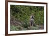 A jaguar, Panthera onca, standing.-Sergio Pitamitz-Framed Photographic Print