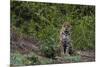 A jaguar, Panthera onca, standing.-Sergio Pitamitz-Mounted Photographic Print