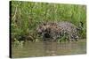 A jaguar (Panthera onca) walking along Cuiaba River bank, Pantanal, Mato Grosso, Brazil, South Amer-Sergio Pitamitz-Stretched Canvas