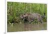 A jaguar (Panthera onca) walking along Cuiaba River bank, Pantanal, Mato Grosso, Brazil, South Amer-Sergio Pitamitz-Framed Photographic Print