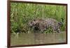 A jaguar (Panthera onca) walking along Cuiaba River bank, Pantanal, Mato Grosso, Brazil, South Amer-Sergio Pitamitz-Framed Photographic Print