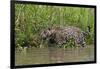 A jaguar (Panthera onca) walking along Cuiaba River bank, Pantanal, Mato Grosso, Brazil, South Amer-Sergio Pitamitz-Framed Photographic Print