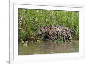 A jaguar (Panthera onca) walking along Cuiaba River bank, Pantanal, Mato Grosso, Brazil, South Amer-Sergio Pitamitz-Framed Photographic Print