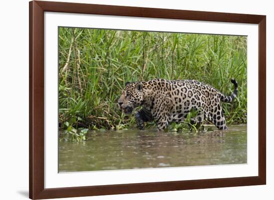 A jaguar (Panthera onca) walking along Cuiaba River bank, Pantanal, Mato Grosso, Brazil, South Amer-Sergio Pitamitz-Framed Photographic Print