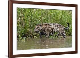 A jaguar (Panthera onca) walking along Cuiaba River bank, Pantanal, Mato Grosso, Brazil, South Amer-Sergio Pitamitz-Framed Photographic Print