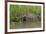 A jaguar (Panthera onca) walking along Cuiaba River bank, Pantanal, Mato Grosso, Brazil, South Amer-Sergio Pitamitz-Framed Photographic Print