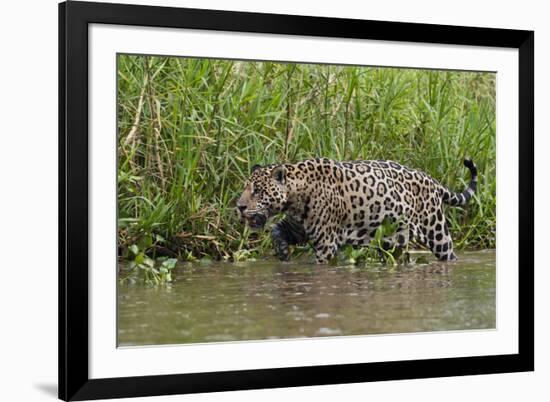 A jaguar (Panthera onca) walking along Cuiaba River bank, Pantanal, Mato Grosso, Brazil, South Amer-Sergio Pitamitz-Framed Photographic Print