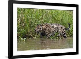 A jaguar (Panthera onca) walking along Cuiaba River bank, Pantanal, Mato Grosso, Brazil, South Amer-Sergio Pitamitz-Framed Photographic Print