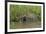 A jaguar (Panthera onca) walking along Cuiaba River bank, Pantanal, Mato Grosso, Brazil, South Amer-Sergio Pitamitz-Framed Photographic Print