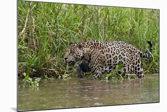 A jaguar (Panthera onca) walking along Cuiaba River bank, Pantanal, Mato Grosso, Brazil, South Amer-Sergio Pitamitz-Mounted Photographic Print