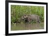 A jaguar (Panthera onca) walking along Cuiaba River bank, Pantanal, Mato Grosso, Brazil, South Amer-Sergio Pitamitz-Framed Photographic Print