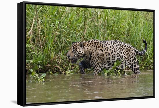 A jaguar (Panthera onca) walking along Cuiaba River bank, Pantanal, Mato Grosso, Brazil, South Amer-Sergio Pitamitz-Framed Stretched Canvas