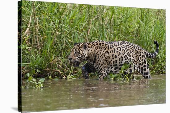 A jaguar (Panthera onca) walking along Cuiaba River bank, Pantanal, Mato Grosso, Brazil, South Amer-Sergio Pitamitz-Stretched Canvas