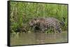 A jaguar (Panthera onca) walking along Cuiaba River bank, Pantanal, Mato Grosso, Brazil, South Amer-Sergio Pitamitz-Framed Stretched Canvas