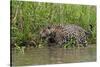 A jaguar (Panthera onca) walking along Cuiaba River bank, Pantanal, Mato Grosso, Brazil, South Amer-Sergio Pitamitz-Stretched Canvas