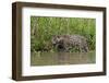 A jaguar (Panthera onca) walking along Cuiaba River bank, Pantanal, Mato Grosso, Brazil, South Amer-Sergio Pitamitz-Framed Photographic Print