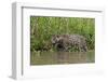 A jaguar (Panthera onca) walking along Cuiaba River bank, Pantanal, Mato Grosso, Brazil, South Amer-Sergio Pitamitz-Framed Photographic Print