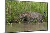 A jaguar (Panthera onca) walking along Cuiaba River bank, Pantanal, Mato Grosso, Brazil, South Amer-Sergio Pitamitz-Mounted Photographic Print