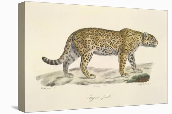 A Jaguar-Werner-Stretched Canvas