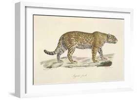 A Jaguar-Werner-Framed Giclee Print