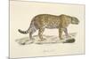 A Jaguar-Werner-Mounted Giclee Print