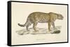 A Jaguar-Werner-Framed Stretched Canvas