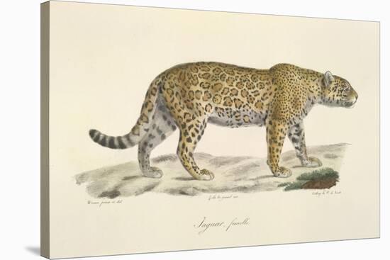 A Jaguar-Werner-Stretched Canvas