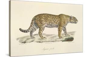 A Jaguar-Werner-Stretched Canvas