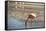 A James Flamingo Feeding in a Shallow Lagoon on the Bolivian Altiplano, Bolivia, South America-James Morgan-Framed Stretched Canvas