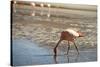 A James Flamingo Feeding in a Shallow Lagoon on the Bolivian Altiplano, Bolivia, South America-James Morgan-Stretched Canvas