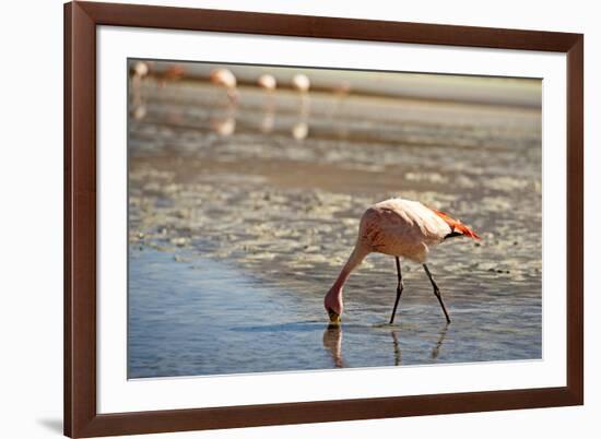 A James Flamingo Feeding in a Shallow Lagoon on the Bolivian Altiplano, Bolivia, South America-James Morgan-Framed Photographic Print